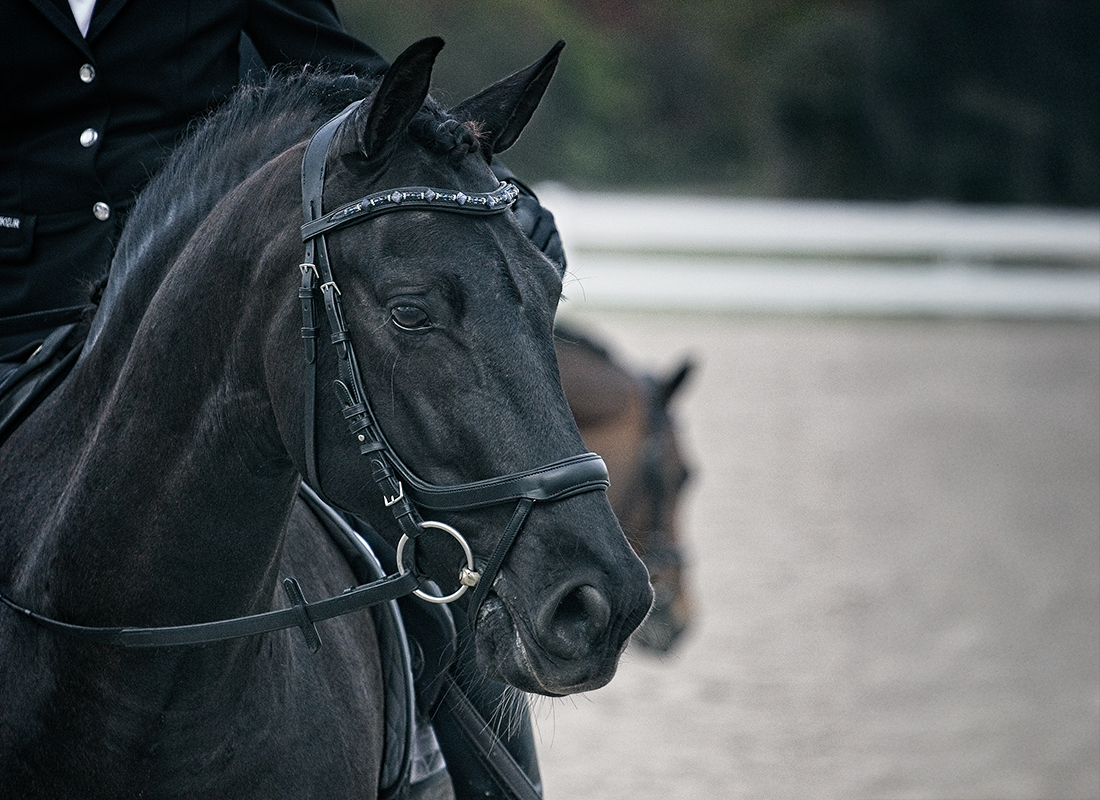 BlackHorse